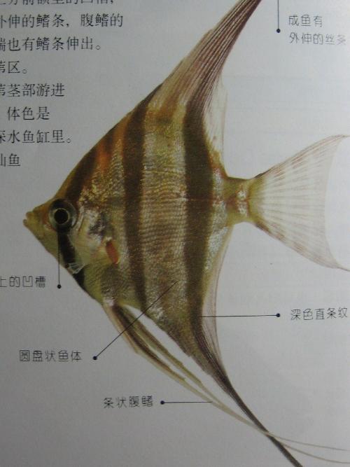 神仙鱼