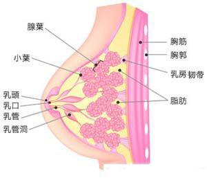 轻度乳腺增生 - 搜搜百科