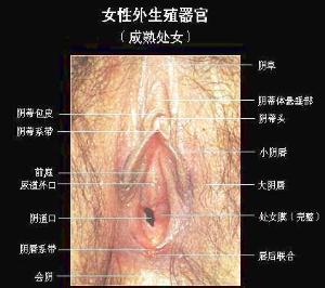 韩式处女膜修复术 - 搜搜百科