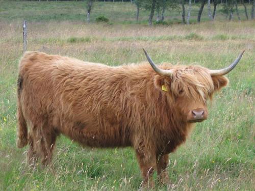高地牛(bos taurus)原产苏格兰,是现存所有家牛中最为古老的品种,早在