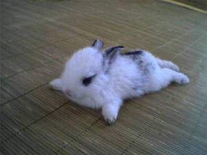 垂耳兔+-+搜搜百科