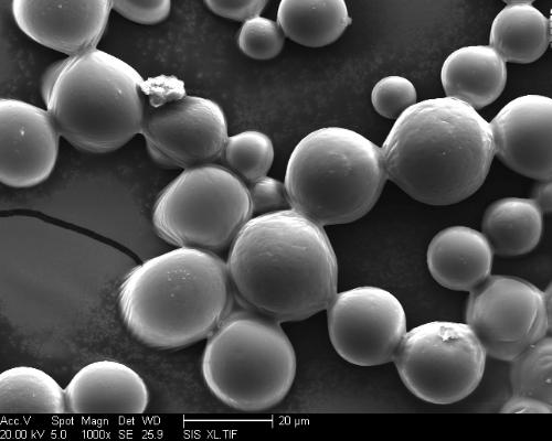 聚乳酸微球+-+搜搜百科