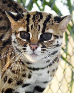 leopardcat