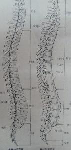 椎管狭窄性脊髓及神经根病变