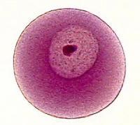 白带<em>发黄</em> - 搜搜百科