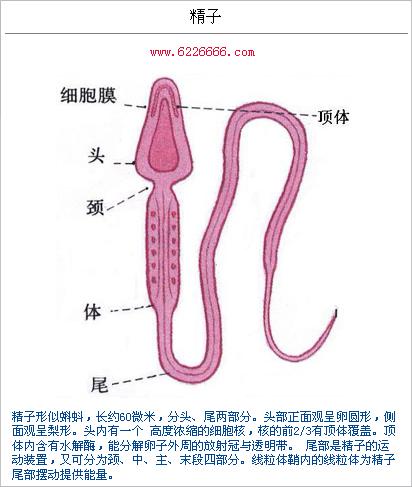 女性生殖器疱疹-+搜搜百科