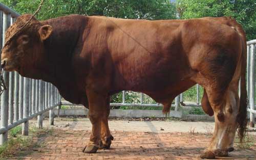 德国黄牛是肉牛中的一种