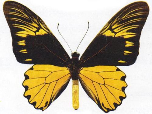 美凤蝶  papilio memnon)又名多型凤蝶,是一种雌雄异型的蝴蝶.