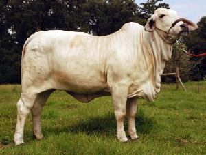 婆罗门牛是肉牛品种的一种