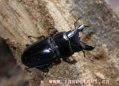 巨陶锹甲- 搜搜百科