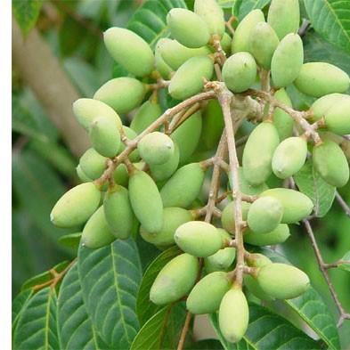 榄斿烟6鏄焩ip鍖呮湀哪种好 鍖哄烟鏉愭枡牌子