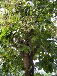 又名胭脂树,是一种阔叶乔木,属于唇形科(或是马鞭草科)柚木属的植物