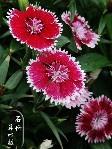 五彩石竹-+搜搜百科