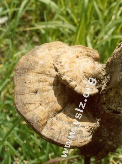 裂迭灵芝+-+搜搜百科