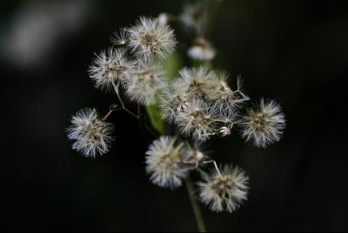 an,它是菊科,蒲公英属,西藏蒲公英组,菊苣组,舌状花亚科,双子叶植物