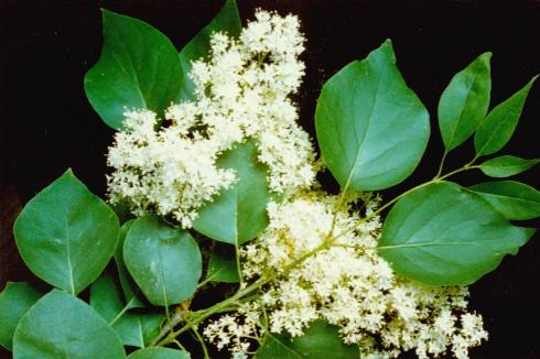 白花欧丁香