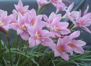 zephyranthes grandiflora韭莲,风雨花; 红花葱兰5; 风雨花,韭兰