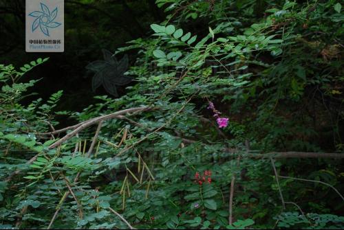 滨海木蓝+-+搜搜百科