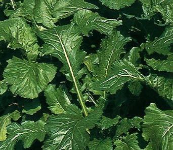 芜菁甘蓝+-+搜搜百科