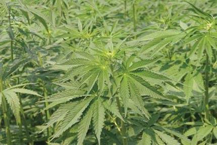 全部版本 历史版本         从各种麻类植物取得的纤维,包括一年生或