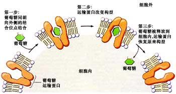 为什么氢离子和琉离子不能共存?