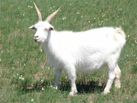 羊毫-+搜搜百科