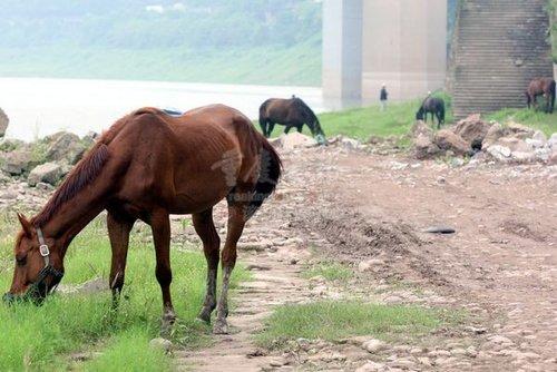 兔子不吃窝边草,好马不