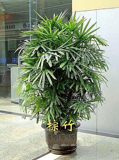 棕竹