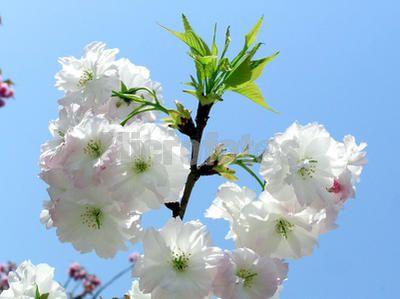 樱花(蔷薇科樱属植物)