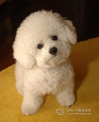 泰迪犬+-+搜搜百科