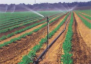 畦灌+畦灌是用田埂将灌溉土地分割成一系列长