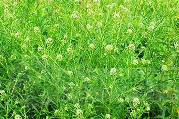 抱茎独行菜