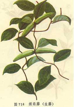 须药藤(生藤); [供应]供应羊角藤(05-25   :36); 须药藤(生藤)