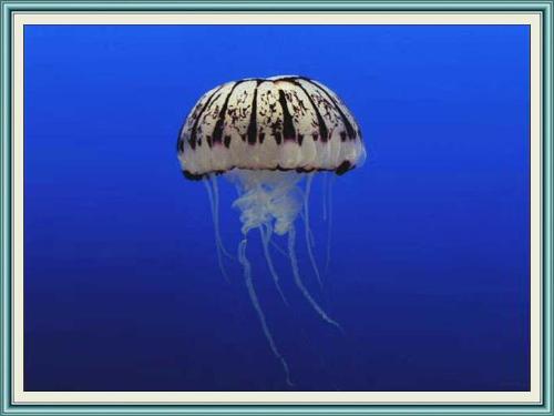 刺胞动物门钵水母纲浮游生物
