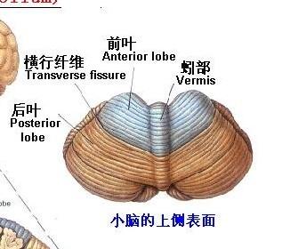 小脑蚓部不发育