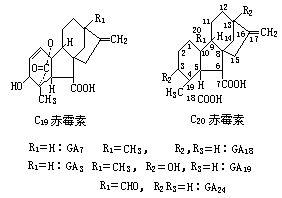 赤霉素