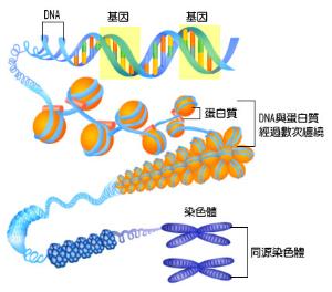 染色体多态