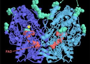 什么是基因芯片 bki-20101209112657-1738323537.jpg