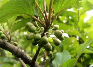 鼠李(植物学)