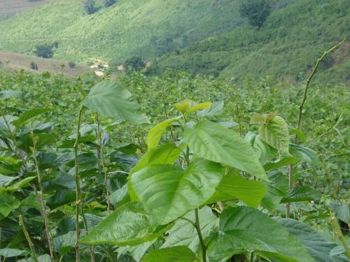 桑树-+搜搜百科