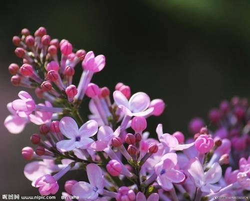 《丁香花》