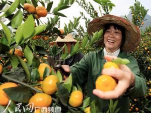 全部版本 历史版本    融安物产十分丰富,主要特产有:金桔,罗汉果