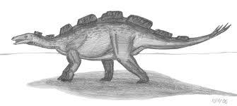 编辑 英文名称:wuerhosaurus homheni 五种科目:剑龙亚目芒康龙
