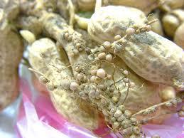 根瘤-+搜搜百科