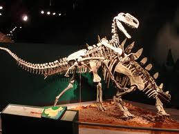 多棘沱江龙(tuojiangosaurus multispinus)是剑龙科,沱江龙属的一个