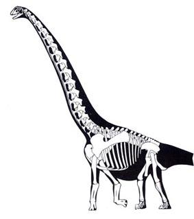 盘足龙(euhelopus)是蜥脚形亚目(sauropodomorpha),蜥脚次亚目