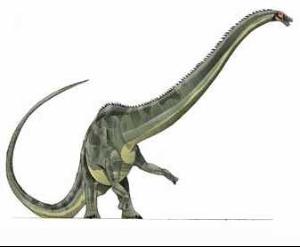 历史版本  摘要   建设马门溪龙(mamenchisaurus constructus)是蜥脚