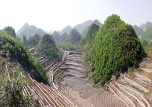 贵州重点项目-赫章县中药材种植基地建设及加工项目可行性研究报告