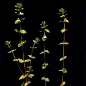 小米是什么植物结出来的 bki-20110127134159-1360291700.jpg