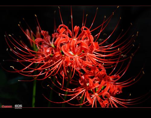 死亡之花+-+搜搜百科